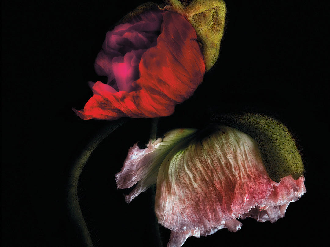 Ruckstuhl Teppichmanufaktur in Langenthal – colours redrose