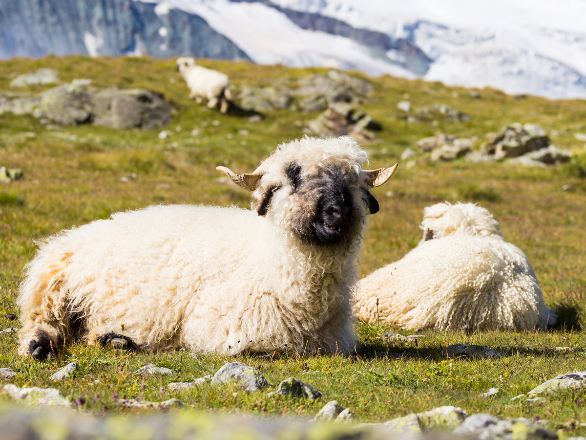 Schafe auf einer Alp – Rohmaterial Wolle für Ruckstuhl Teppiche